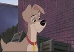 Tramp in Lady and the Tramp II: Scamp's Adventure