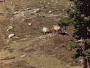 1952-cerf-2.jpg (21 KB)