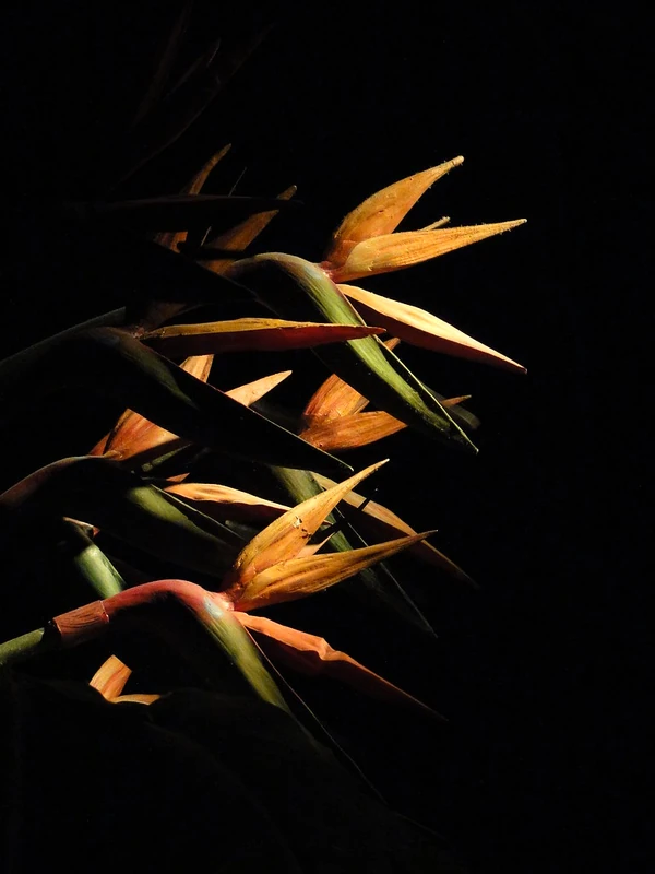 Birds of Paradise