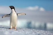 Penguins (1).jpg (45 kB)