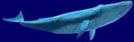 Baleine Le Monde de Nemo (vue du corps entier)