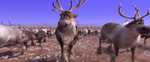 Frozen II - Reindeers