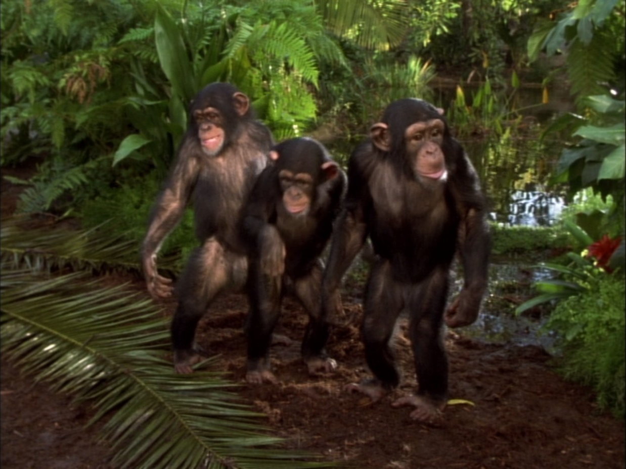 The Monkey Time | Disney Wiki | Fandom