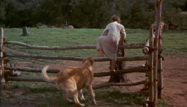 Old-yeller-disneyscreencaps.com-1474