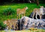 Cheetahs