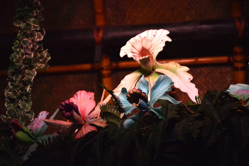 Orchids