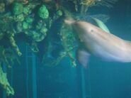 Dolphins at the coral reef