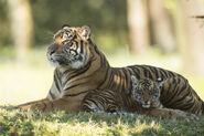 Tiger and Cubs MJT 03