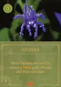 Spiders