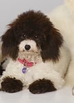 GracieDWaBJames.jpg (80 KB) Gracie (Dog with a Blog)