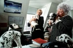 Chloe 102 Dalmatians 3.jpg (158 KB)