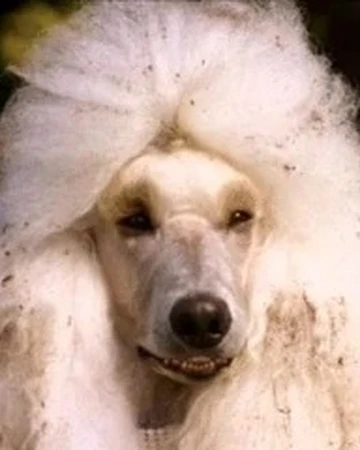 chihuahua and poodle