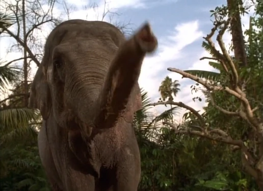 Haiti (Mowgli's Story)