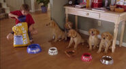 Noah feeding the puppies