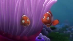 Coral: "Because a lot of clownfish had their eyes on this place."