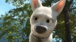 Bolt training on his "dog-face".