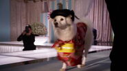 Charlotte in Beverly Hills Chihuahua 2