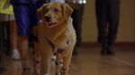 Air Bud | Disney Wiki | Fandom