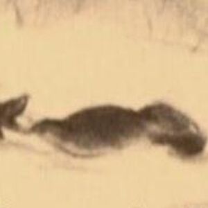 Bambi S Mother Disney Wiki Fandom