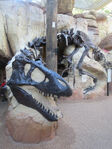 Cast replica T. rex skeleton in the Boneyard Playground at Disney's Animal Kingdom