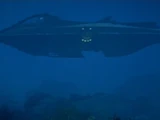 Nautilus