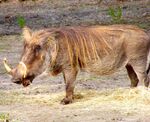 Warthog