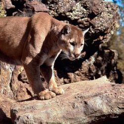Category:Cougars | Disney Wiki | Fandom Category:Cougars | Disney Wiki | Fandom