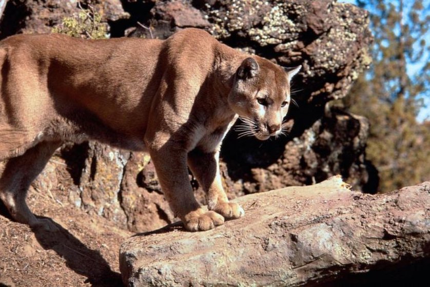 Mountain Lion | Disney Wiki | Fandom Mountain Lion | Disney Wiki | Fandom