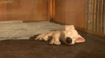 Puppy Bolt taking a nap.