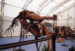 2 Tylosaurus skeletons from Dinosaur Jubilee
