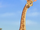 Girafa Feminina
