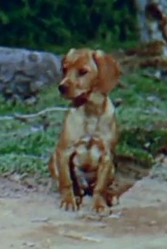 Song of the South - Teenchy