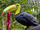 Tropical Toucans