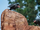 Vultures (Disney Parks)