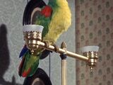 Parrot (Carousel of Progress)