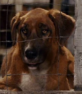 Chucho (Beverly Hills Chihuahua)