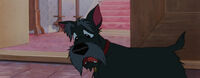 Lady-tramp-disneyscreencaps.com-8124