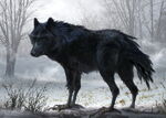 Diaval's wolf concept