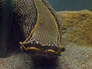 1959-profondeurs-3.jpg (92 KB)