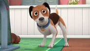 Dog from doc mcstuffins