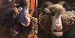 Woolter and Jesse.png (794 KB) Woolter and Jesse (Zootopia)