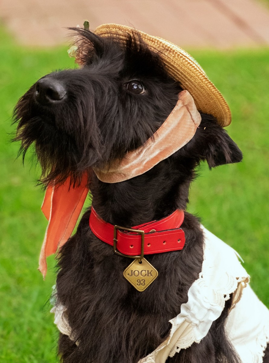 Lady and the store tramp black dog