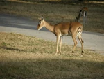 Impala