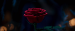 The Enchanted Rose in the 2017 live-action remake