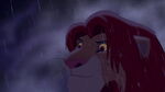 Simba about to roar