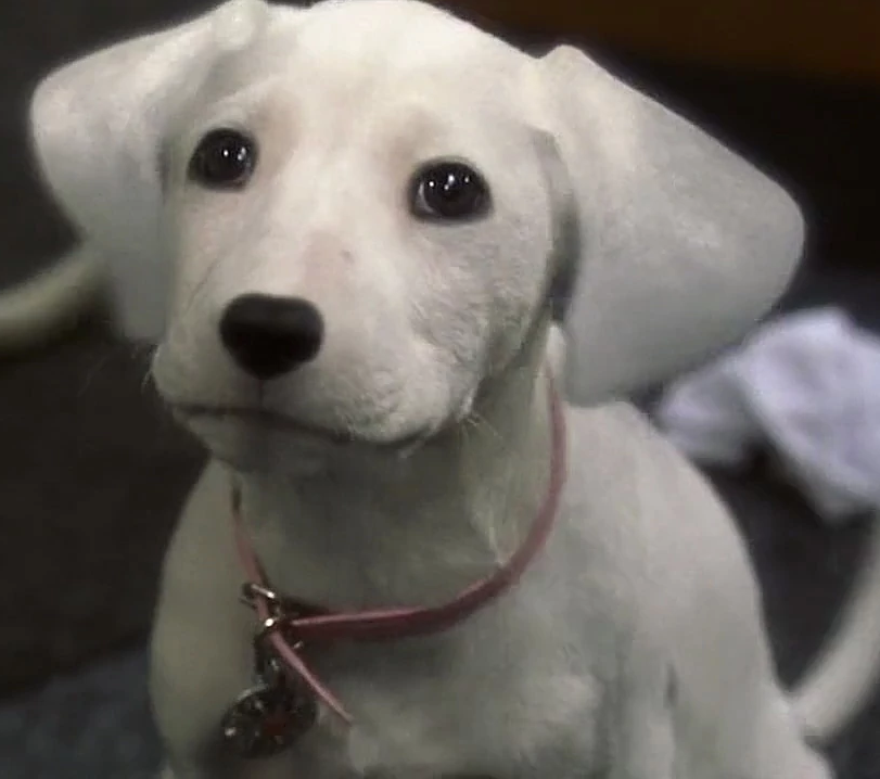 Fidget (101 Dalmatians), Disney Wiki