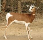 Mhorr's gazelle