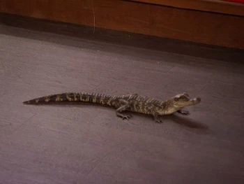 Everglades and AllyGators