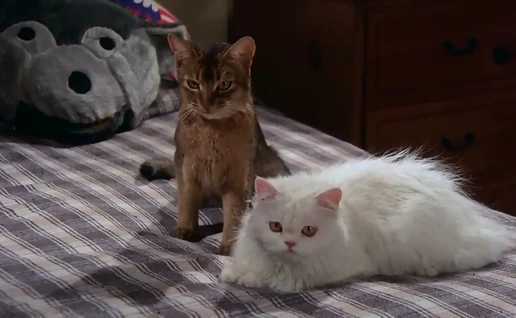 LucybelleCatOuterSpace