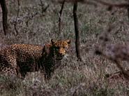 Leopard (Panthera pardus)